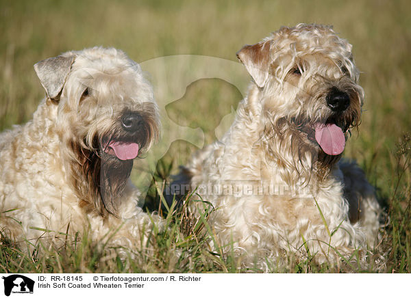 Irish Soft Coated Wheaten Terrier / RR-18145