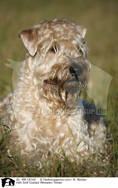 Irish Soft Coated Wheaten Terrier / RR-18146