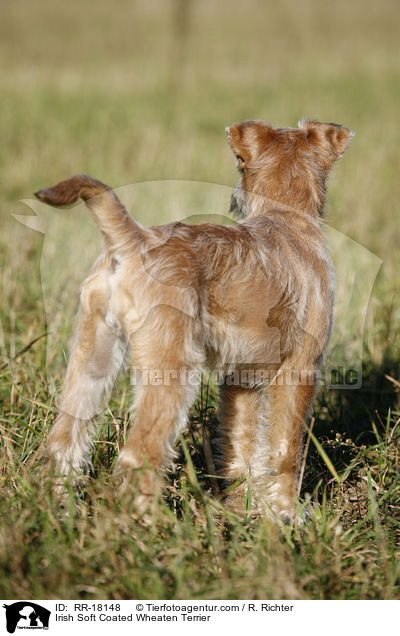 Irish Soft Coated Wheaten Terrier / RR-18148
