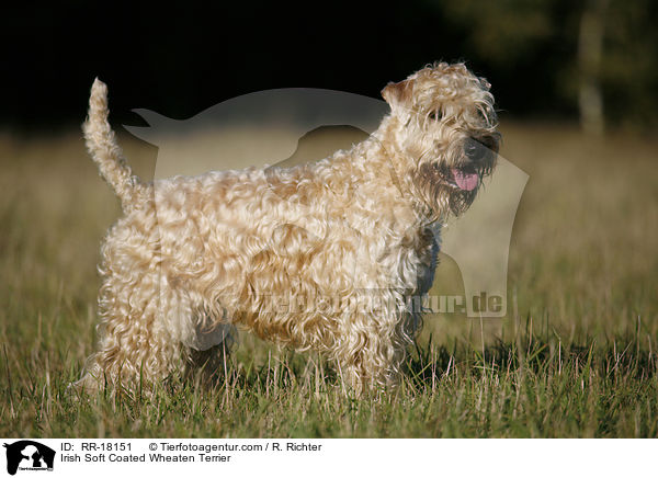 Irish Soft Coated Wheaten Terrier / RR-18151