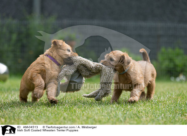 Irish Soft Coated Wheaten Terrier Puppies / AM-04513
