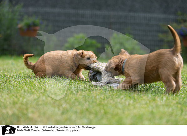 Irish Soft Coated Wheaten Terrier Puppies / AM-04514