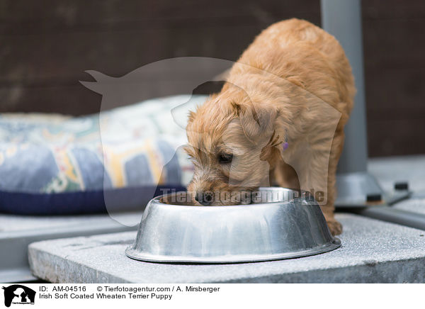 Irish Soft Coated Wheaten Terrier Puppy / AM-04516