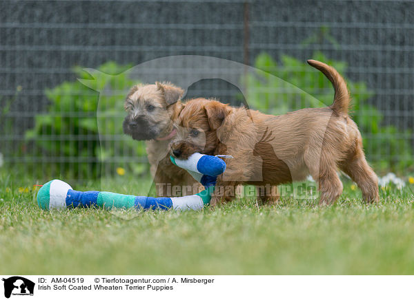 Irish Soft Coated Wheaten Terrier Puppies / AM-04519