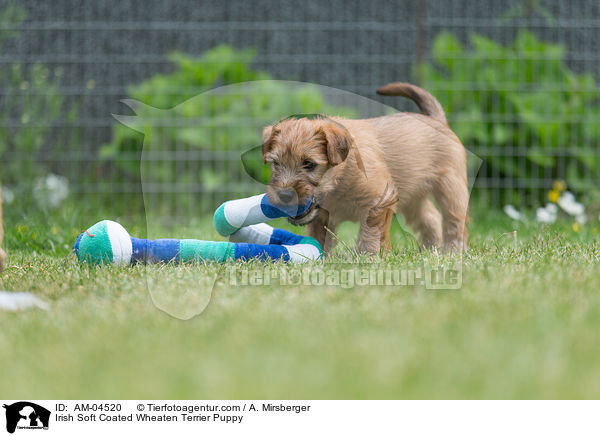 Irish Soft Coated Wheaten Terrier Puppy / AM-04520