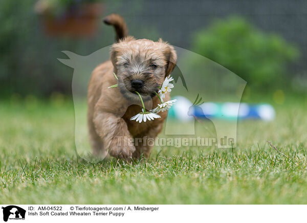 Irish Soft Coated Wheaten Terrier Puppy / AM-04522