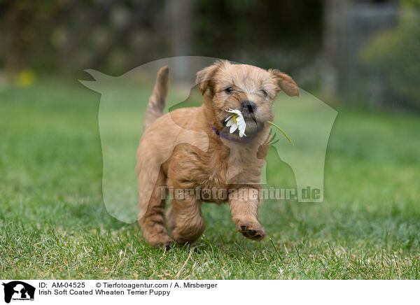 Irish Soft Coated Wheaten Terrier Puppy / AM-04525