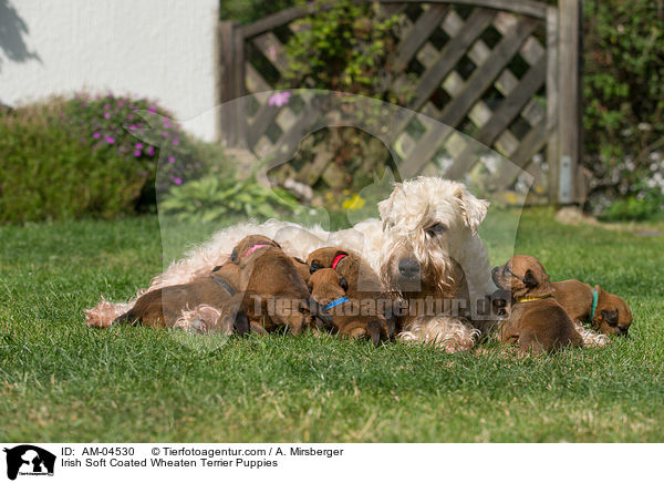 Irish Soft Coated Wheaten Terrier Puppies / AM-04530