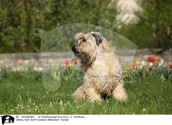 sitting Irish Soft Coated Wheaten Terrier / JH-26060