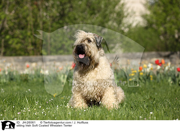 sitting Irish Soft Coated Wheaten Terrier / JH-26061