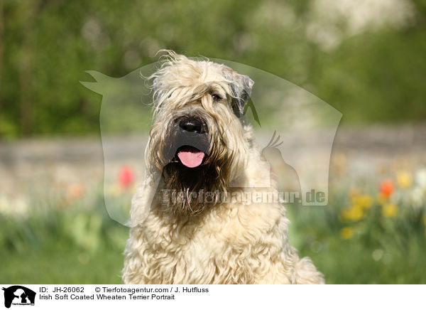 Irish Soft Coated Wheaten Terrier Portrait / JH-26062