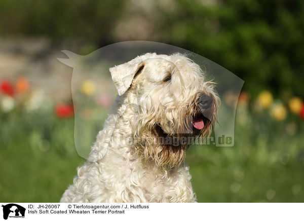 Irish Soft Coated Wheaten Terrier Portrait / JH-26067