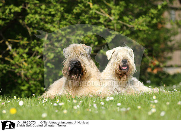 2 Irish Soft Coated Wheaten Terrier / JH-26073