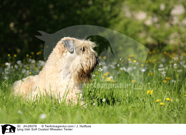 lying Irish Soft Coated Wheaten Terrier / JH-26078