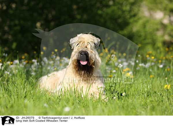 lying Irish Soft Coated Wheaten Terrier / JH-26079