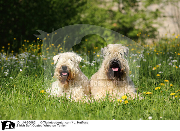 2 Irish Soft Coated Wheaten Terrier / JH-26082