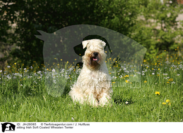 sitting Irish Soft Coated Wheaten Terrier / JH-26085