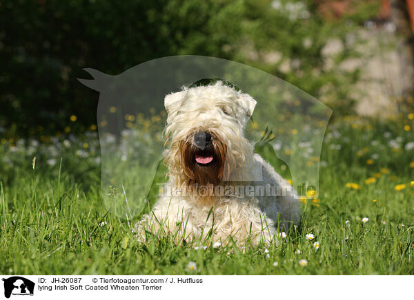 lying Irish Soft Coated Wheaten Terrier / JH-26087