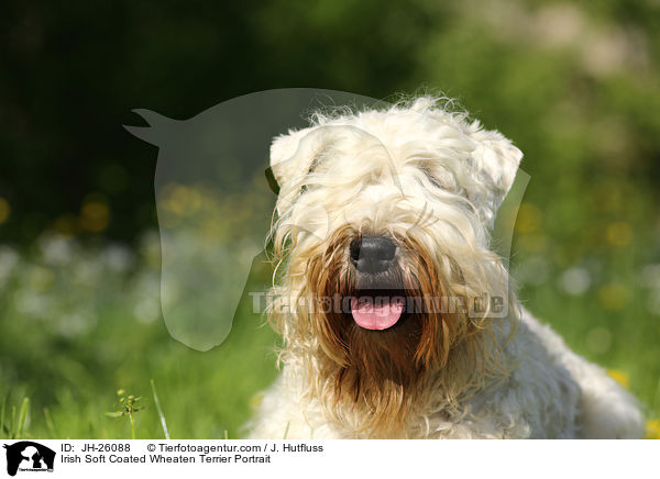 Irish Soft Coated Wheaten Terrier Portrait / JH-26088