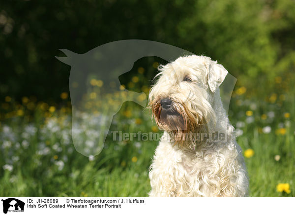 Irish Soft Coated Wheaten Terrier Portrait / JH-26089