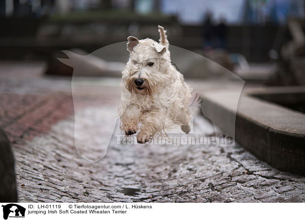 jumping Irish Soft Coated Wheaten Terrier / LH-01119