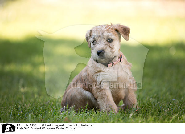 Irish Soft Coated Wheaten Terrier Puppy / LH-01121