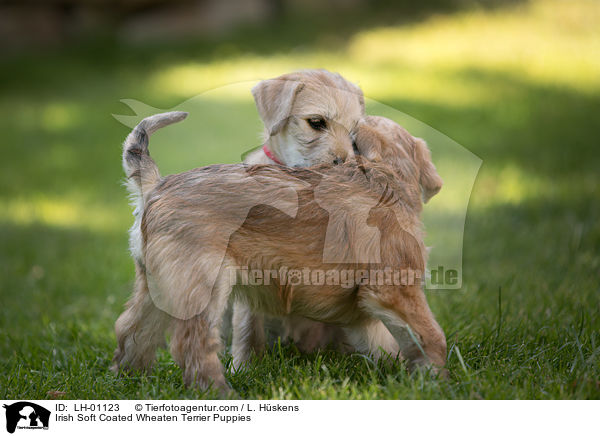 Irish Soft Coated Wheaten Terrier Puppies / LH-01123