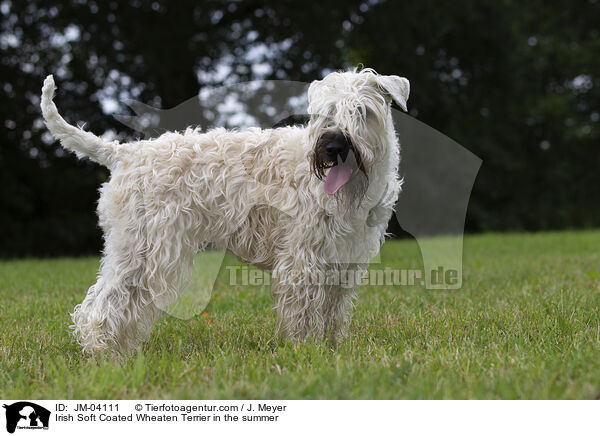 Irish Soft Coated Wheaten Terrier in the summer / JM-04111
