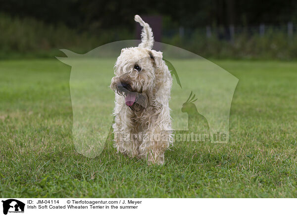 Irish Soft Coated Wheaten Terrier in the summer / JM-04114