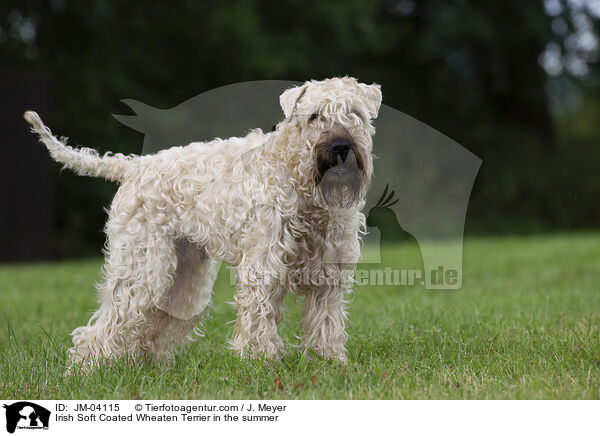 Irish Soft Coated Wheaten Terrier in the summer / JM-04115