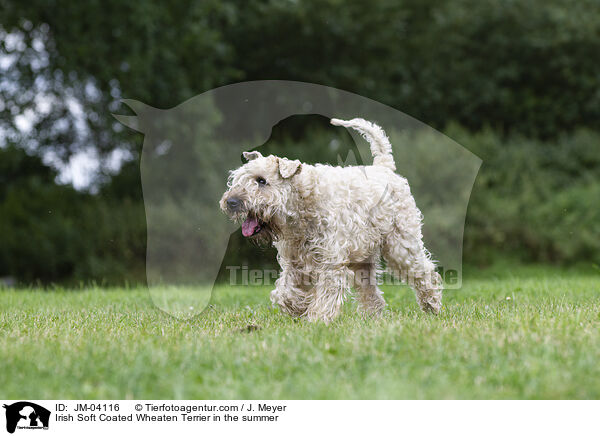 Irish Soft Coated Wheaten Terrier in the summer / JM-04116