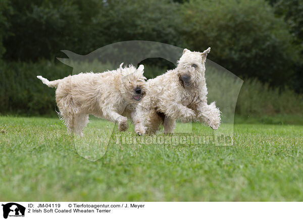2 Irish Soft Coated Wheaten Terrier / JM-04119