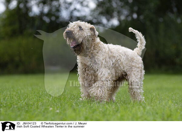 Irish Soft Coated Wheaten Terrier in the summer / JM-04123
