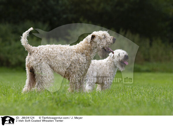 2 Irish Soft Coated Wheaten Terrier / JM-04124