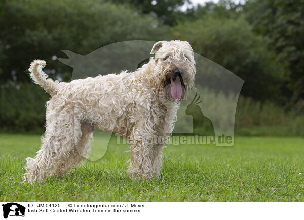 Irish Soft Coated Wheaten Terrier in the summer / JM-04125