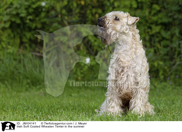 Irish Soft Coated Wheaten Terrier in the summer / JM-04141