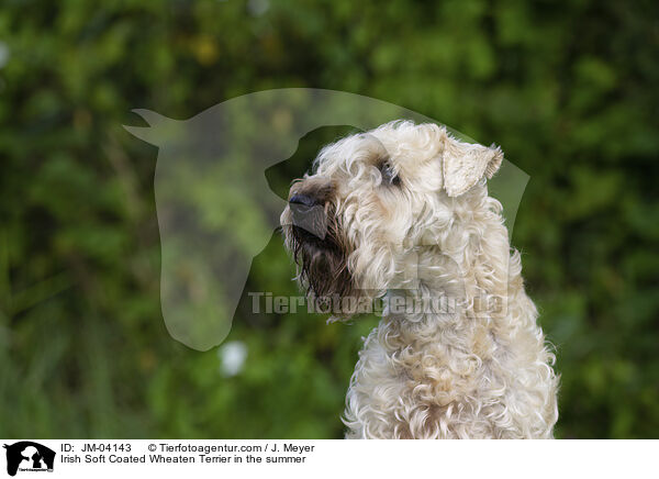 Irish Soft Coated Wheaten Terrier in the summer / JM-04143