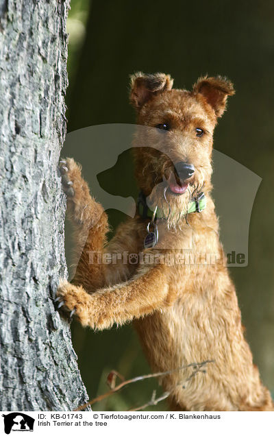 Irish Terrier at the tree / KB-01743
