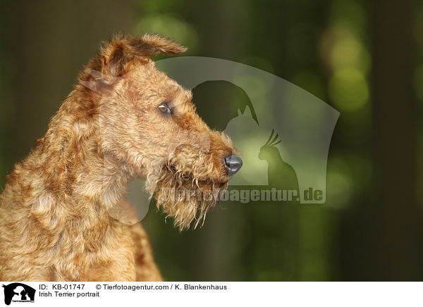 Irish Terrier portrait / KB-01747