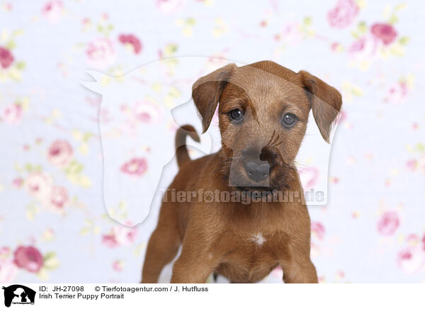 Irish Terrier Puppy Portrait / JH-27098