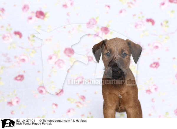 Irish Terrier Puppy Portrait / JH-27101