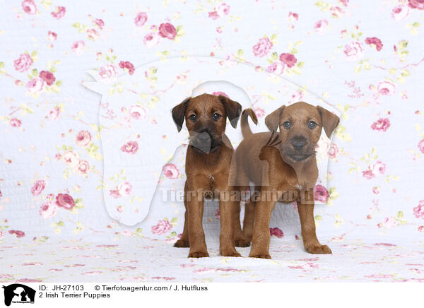 2 Irish Terrier Puppies / JH-27103