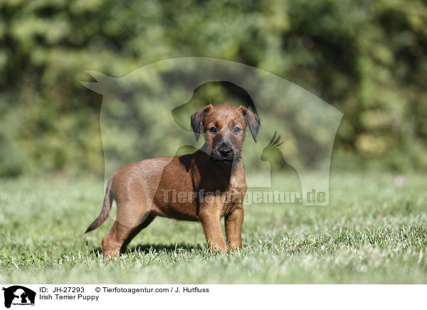Irish Terrier Puppy / JH-27293