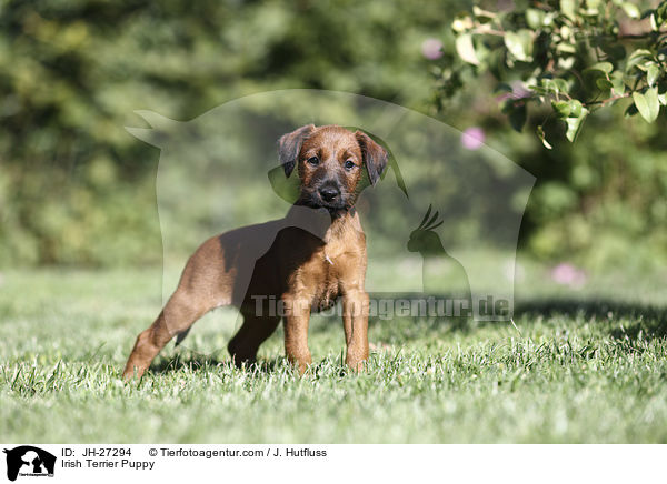 Irish Terrier Puppy / JH-27294