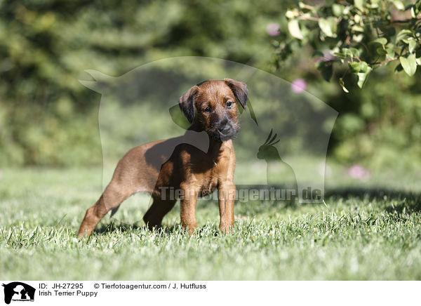 Irish Terrier Puppy / JH-27295