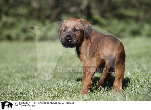 Irish Terrier Puppy / JH-27297