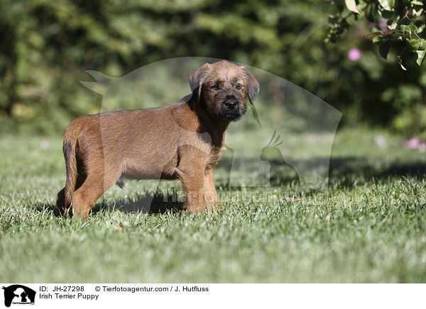 Irish Terrier Puppy / JH-27298