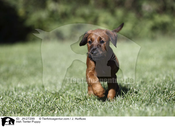 Irish Terrier Puppy / JH-27299