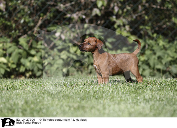 Irish Terrier Puppy / JH-27306