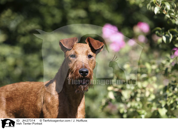 Irish Terrier Portrait / JH-27314